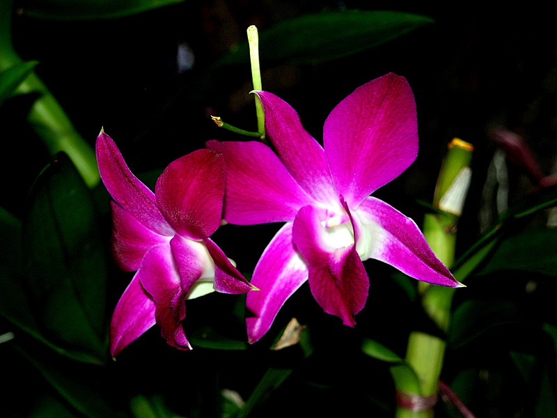 Foto de Bangkok, Tailandia