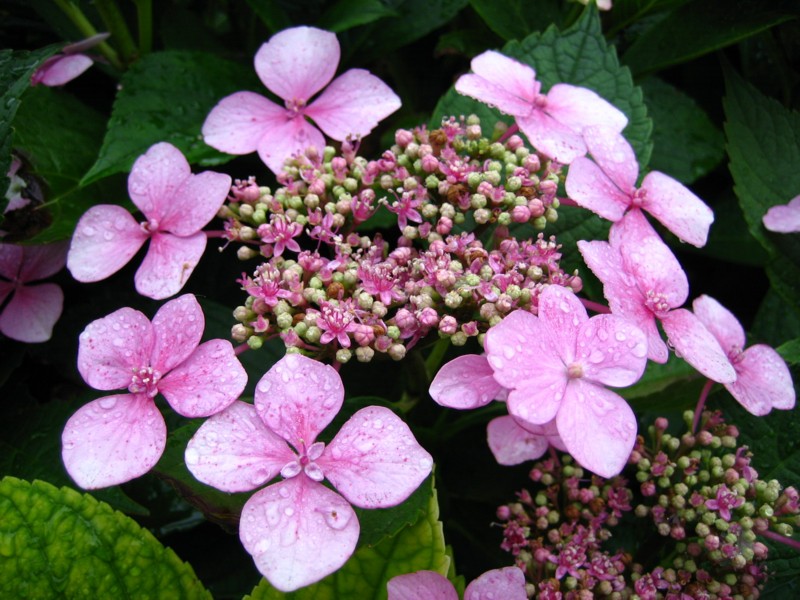 Foto de Luxemburgo, Luxemburgo