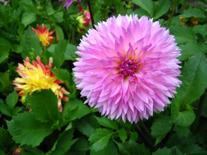 Foto de Luxemburgo, Luxemburgo