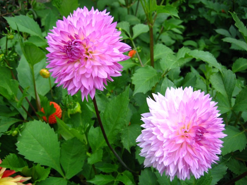 Foto de Luxemburgo, Luxemburgo