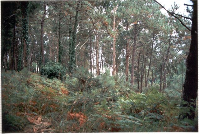 Foto de Islas Cies (Salamanca), España
