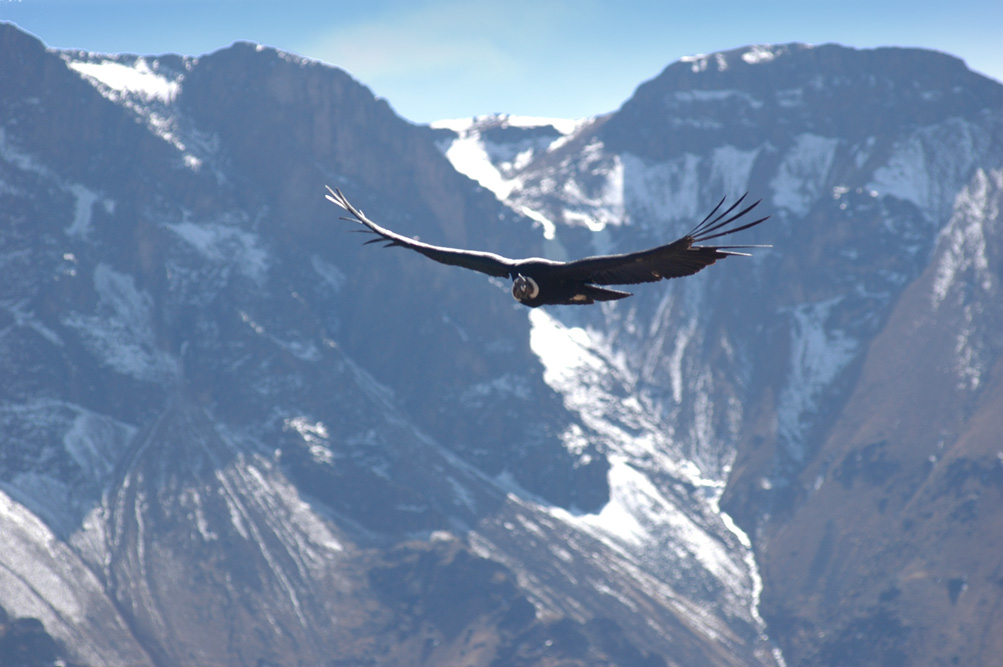 Foto de Cañon del Colca, Perú