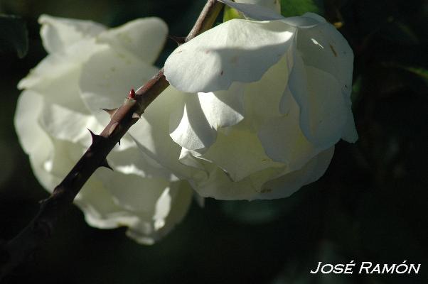 Foto de Jerez de la Frontera (Cádiz), España