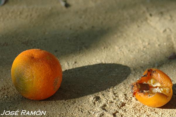 Foto de Jerez de la Frontera (Cádiz), España
