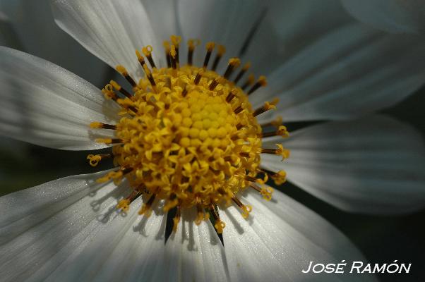 Foto de Jerez de la Frontera (Cádiz), España