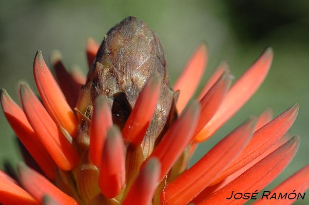 Foto de Jerez de la Frontera (Cádiz), España