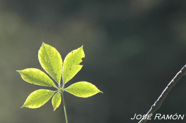 Foto de Jerez de la Frontera (Cádiz), España