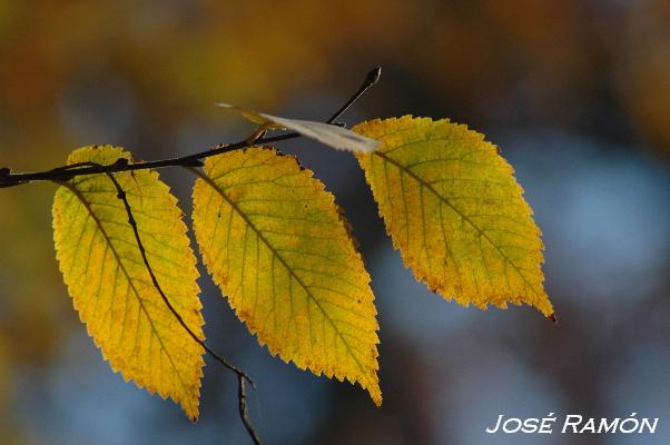 Foto de Jerez de la Frontera (Cádiz), España