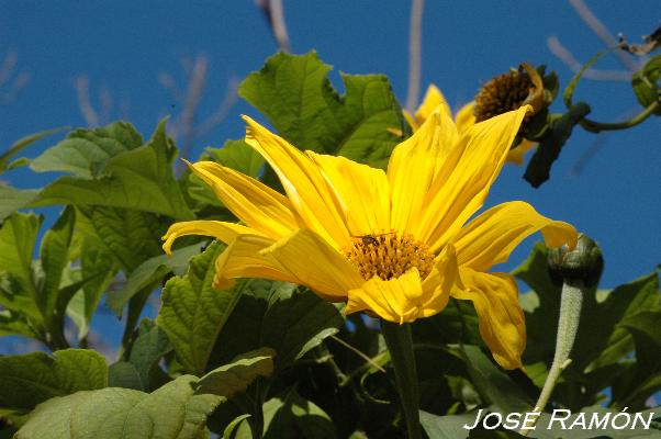 Foto de Jerez de la Frontera (Cádiz), España