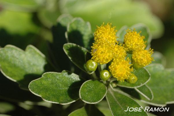 Foto de Jerez de la Frontera (Cádiz), España