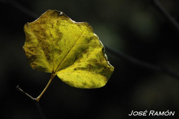 Foto de Jerez de la Frontera (Cádiz), España