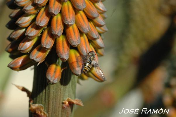 Foto de Jerez de la Frontera (Cádiz), España