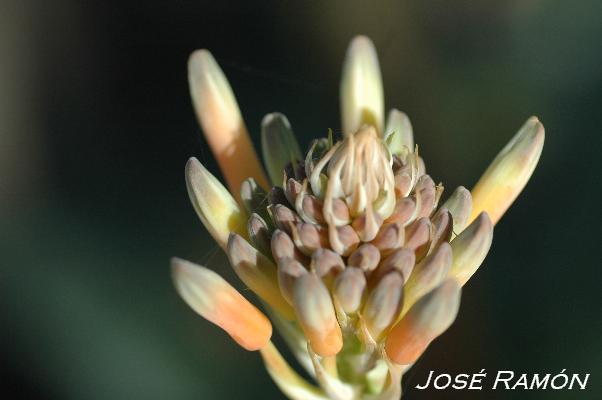 Foto de Jerez de la Frontera (Cádiz), España