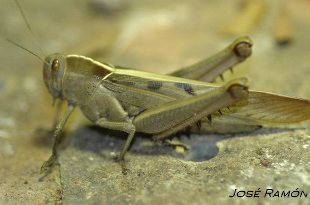 Foto de Jerez de la Frontera (Cádiz), España