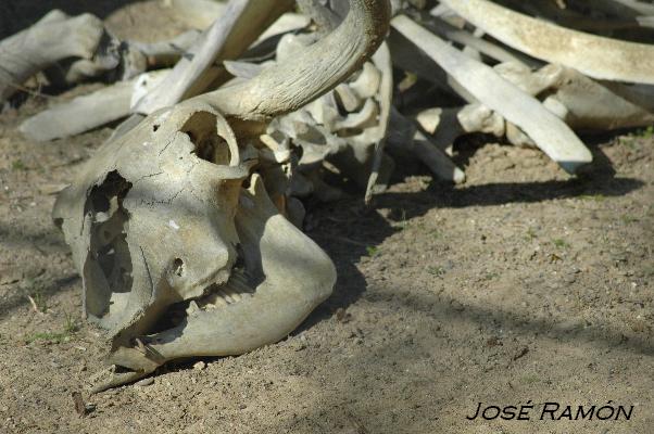 Foto de Jerez de la Frontera (Cádiz), España