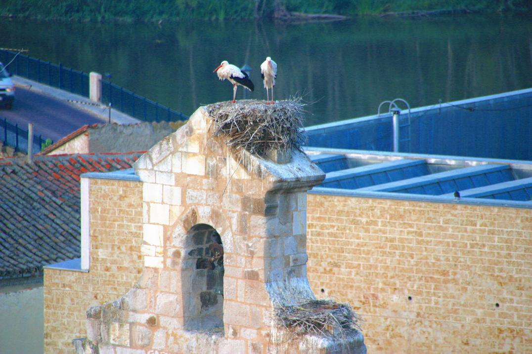 Foto de Zamora (Castilla y León), España