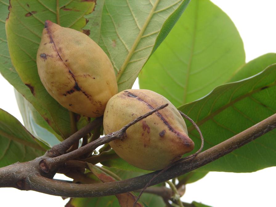 Foto de Los Chiles, Costa Rica