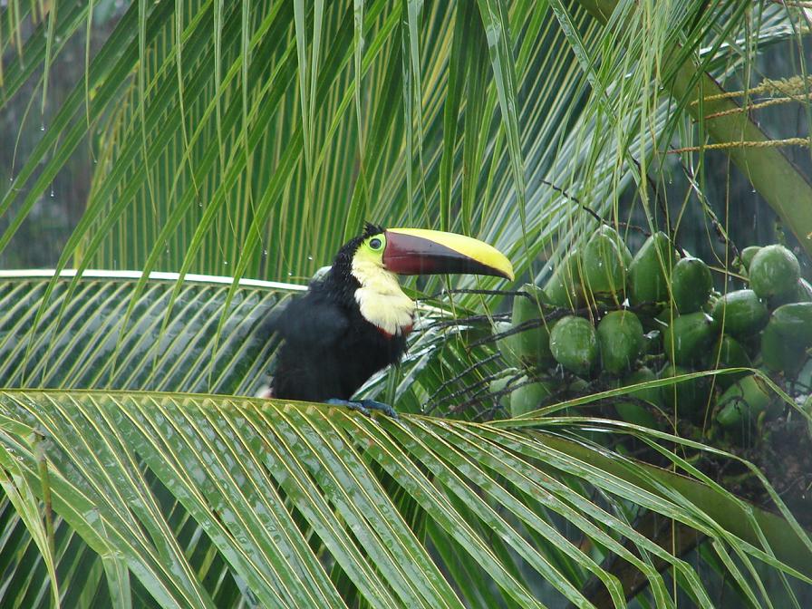 Foto de Guatuso, Costa Rica