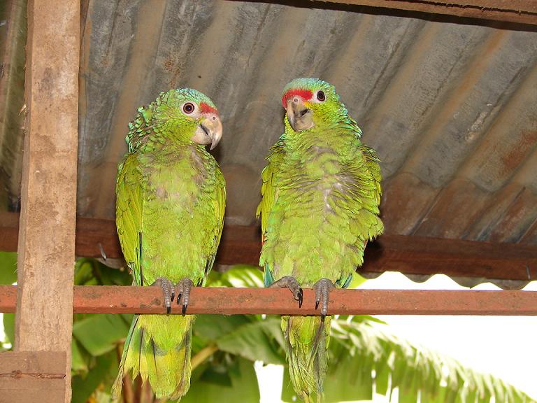 Foto de San Ramon, Costa Rica