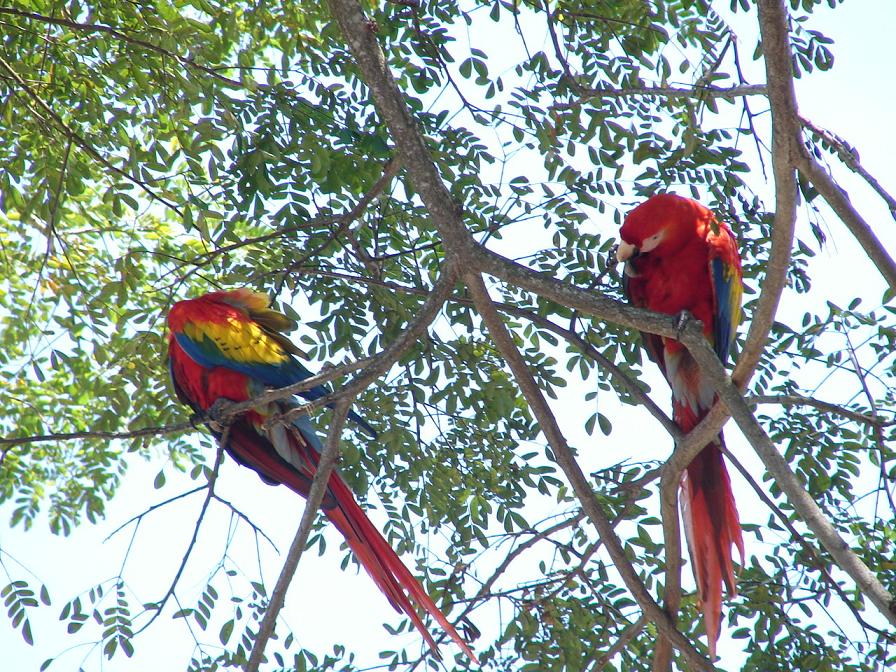 Foto de Esterillo, Costa Rica