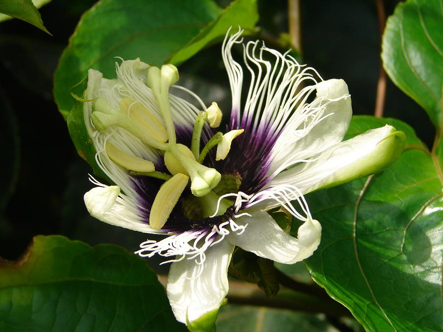 Foto de Upala, Costa Rica