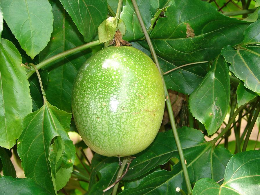 Foto de Upala, Costa Rica