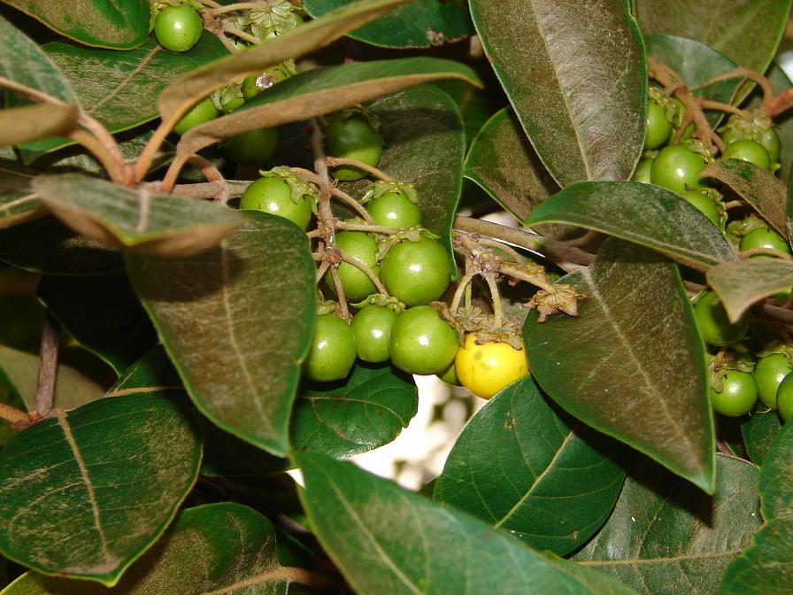 Foto de Tilaran, Costa Rica