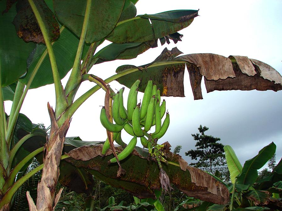 Foto de Guapiles, Costa Rica