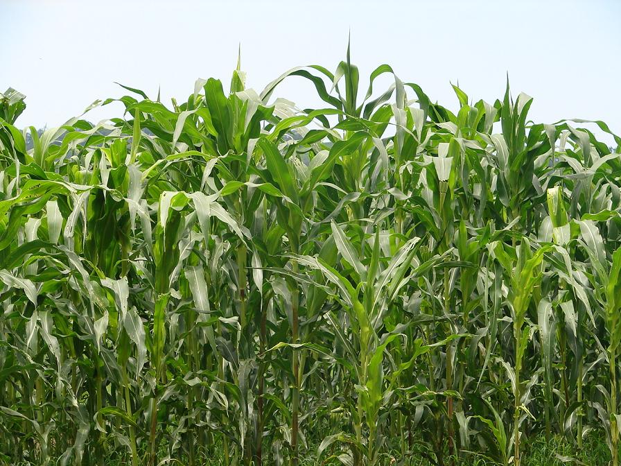 Foto de Pozo Azul, Costa Rica