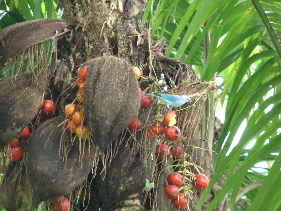 Foto de Katira - Guatuso, Costa Rica