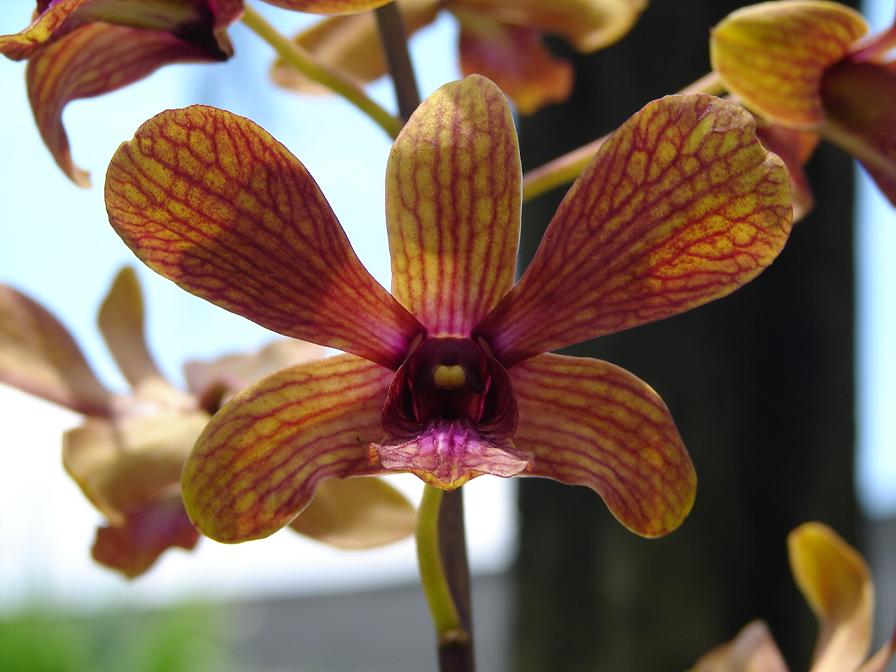 Foto de Puntarenas, Costa Rica