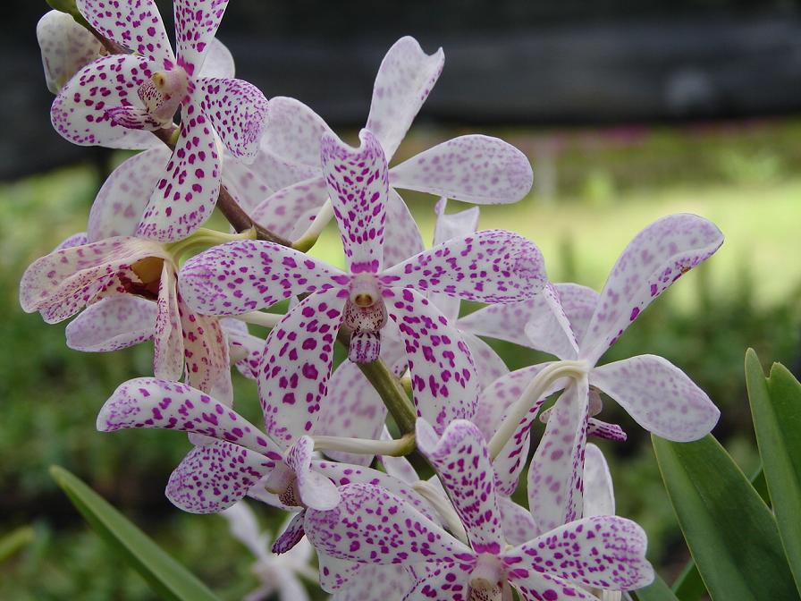 Foto de Puntarenas, Costa Rica