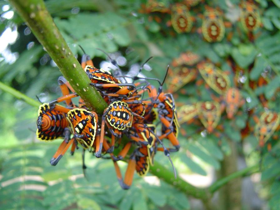 Foto de Orotina -Alajuela, Costa Rica