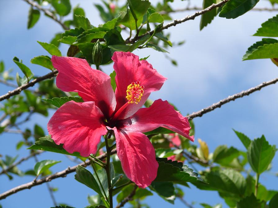 Foto de Atenas, Costa Rica