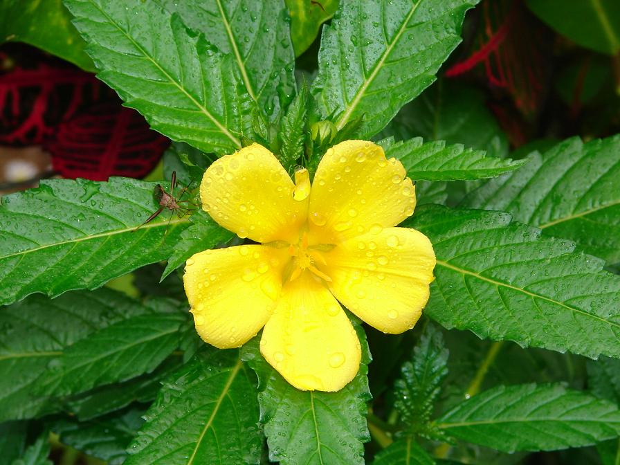 Foto de Atenas, Costa Rica