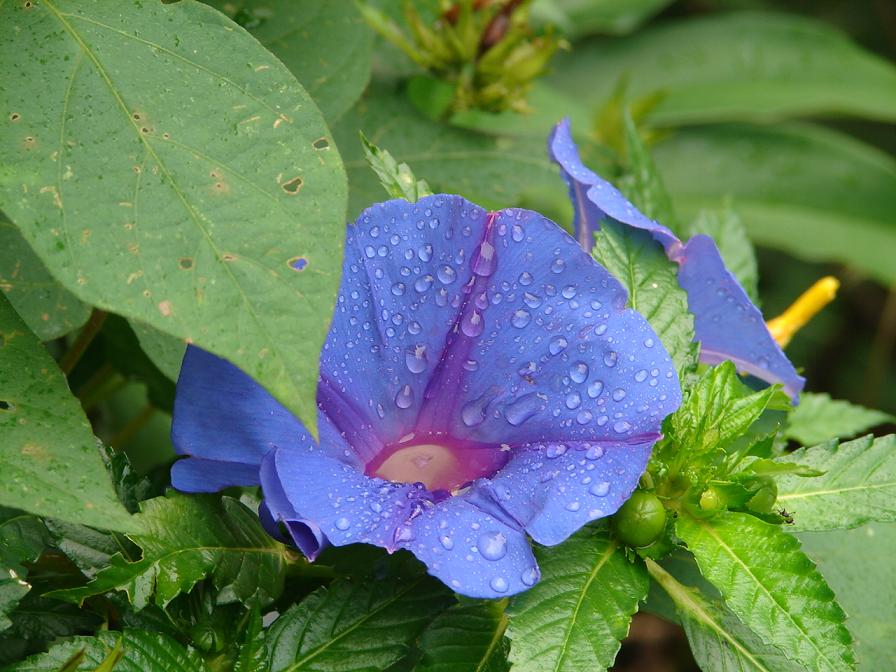 Foto de Atenas, Costa Rica