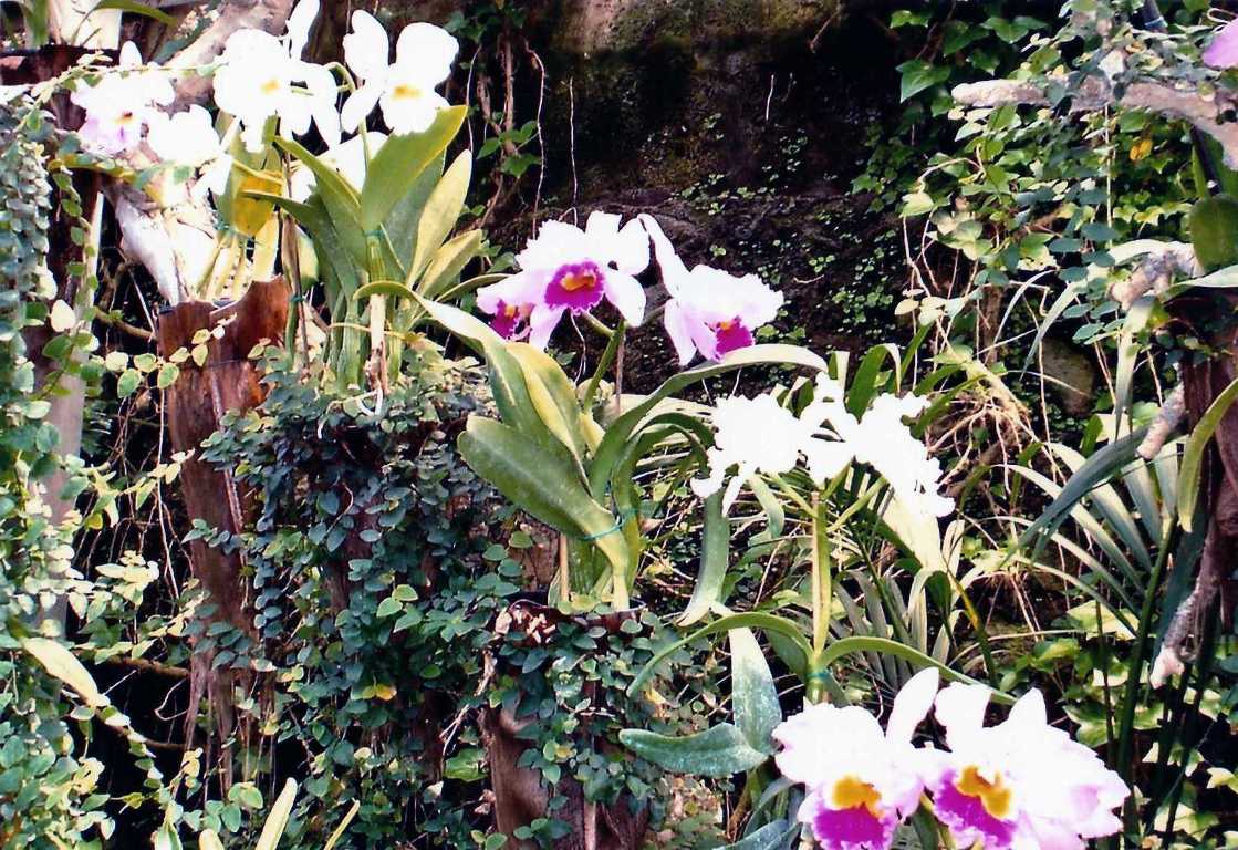 Foto de Tenerife (Santa Cruz de Tenerife), España