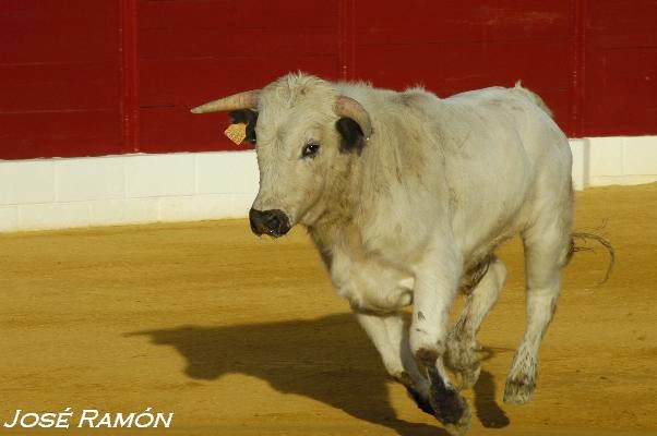 Foto de Jerez de la Frontera (Cádiz), España