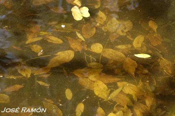 Foto de Jerez de la Frontera (Cádiz), España