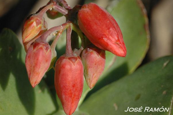 Foto de Jerez de la Frontera (Cádiz), España
