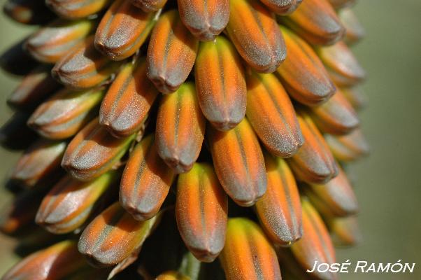 Foto de Jerez de la Frontera (Cádiz), España