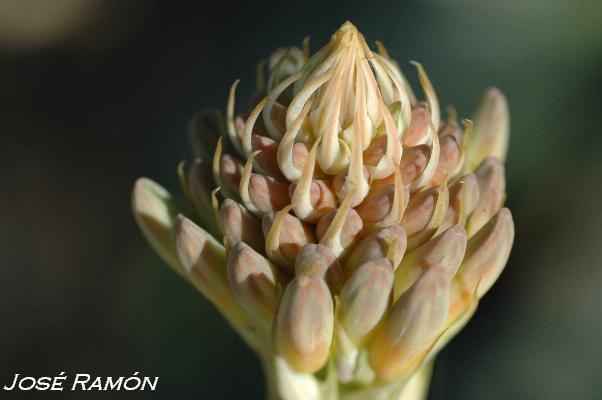 Foto de Jerez de la Frontera (Cádiz), España