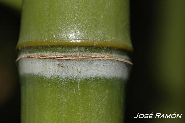 Foto de Jerez de la Frontera (Cádiz), España