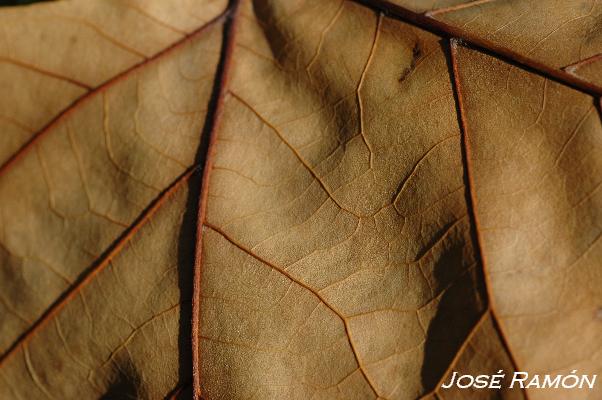 Foto de Jerez de la Frontera (Cádiz), España