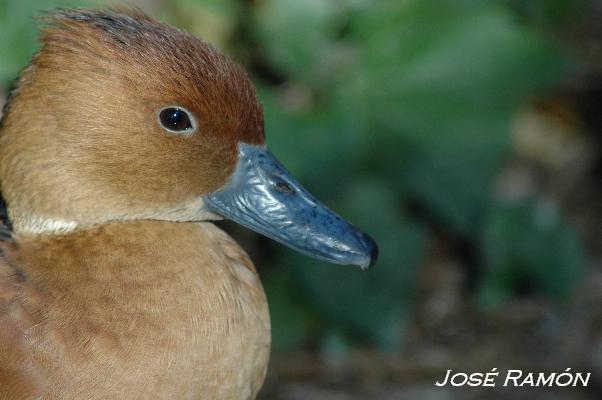 Foto de Jerez de la Frontera (Cádiz), España