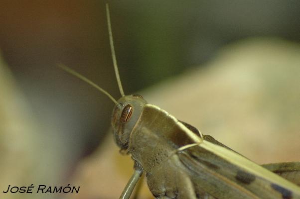 Foto de Jerez de la Frontera (Cádiz), España