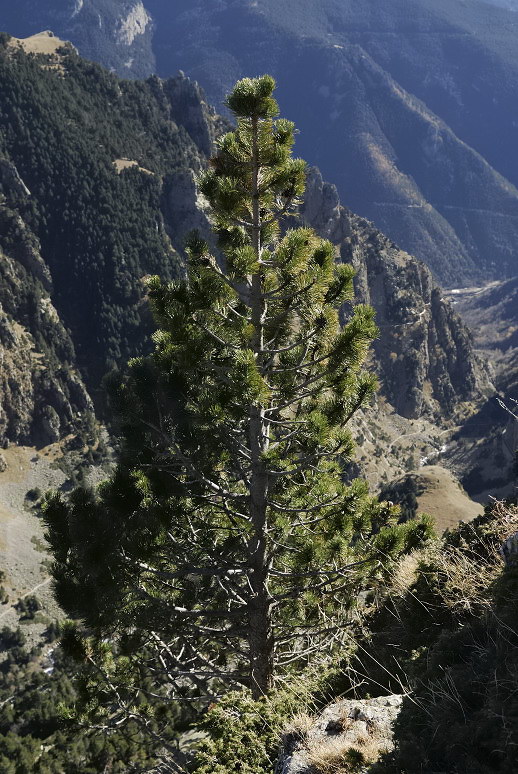 Foto de Valle de Nuria (Barcelona), España