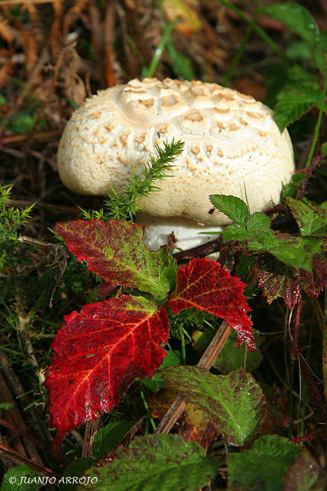Foto de Asturias, España
