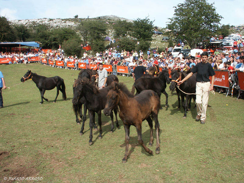 Foto de Parres - Colunga (Asturias), España