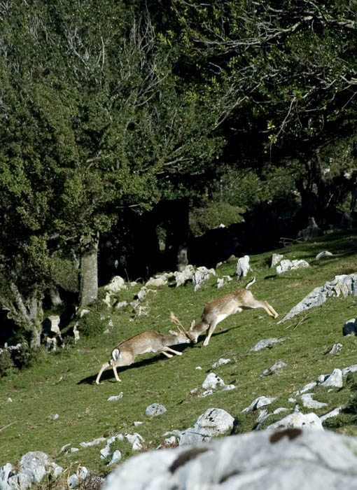 Foto de Sierra del Sueve (Asturias), España